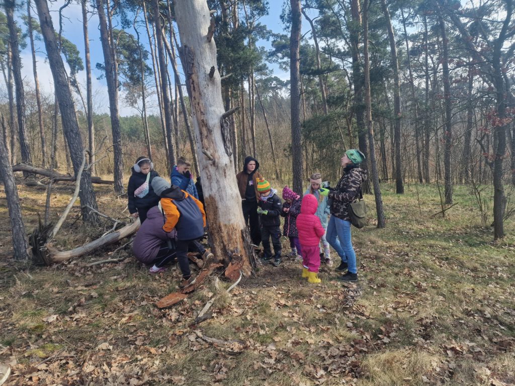 Uczestnicy spaceru stoją obok martwego drzewa w lesie. Obserwują ślady żerowania owadów.