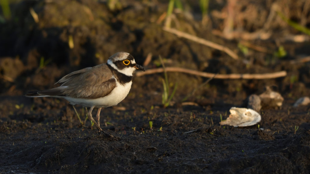 Sieweczka rzeczna na błotnistym brzegu.