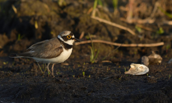 Sieweczka rzeczna na błotnistym brzegu.